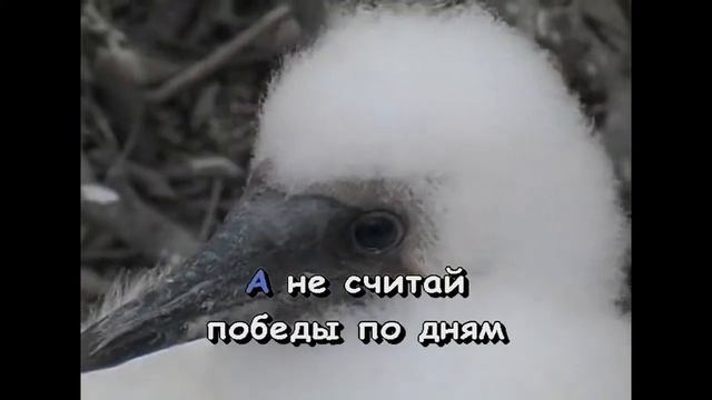 "А не спеши ты нас хоронить..." группы "ЧАЙФ". КАРАОКЕ!!! смотреть онлайн