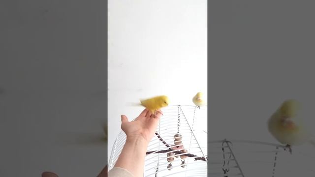 Не ручные попугайчики.Что делать? смотреть онлайн