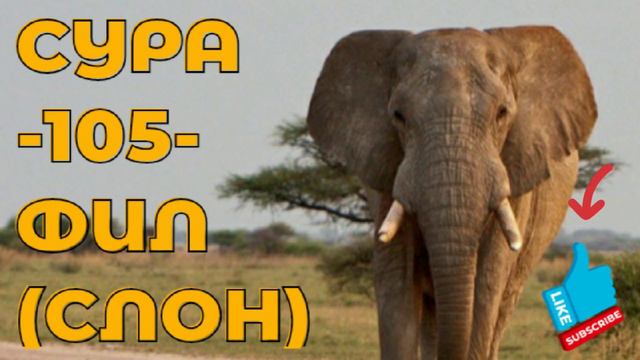 Surah-105 elephant, ФИЛ (СЛОН) 🐘 🐘 🐘 смотреть онлайн