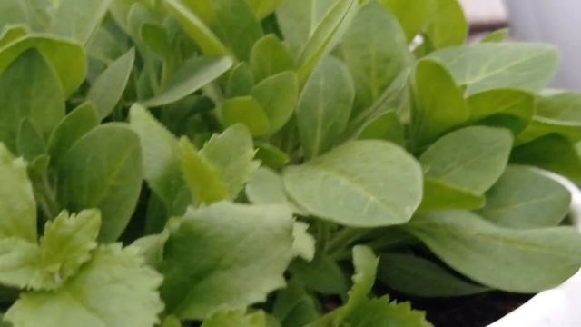 ОБЗОР РАЗВИТИЯ РАЗЛИЧНЫХ СОРТОВ АМПЕЛЬНЫХ ПЕТУНИЙ В КАШПО. смотреть онлайн