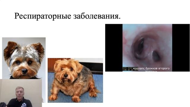 Ожирение кошек и собак с кардио-респираторными заболеваниями.
