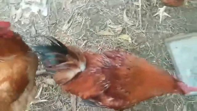 Dreams becoming a reality, farm life ? | leyte farmer???? смотреть онлайн