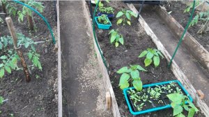 Спасаем помидоры после заморозков Антистрессовое Опрыскивание Рассады Эпином