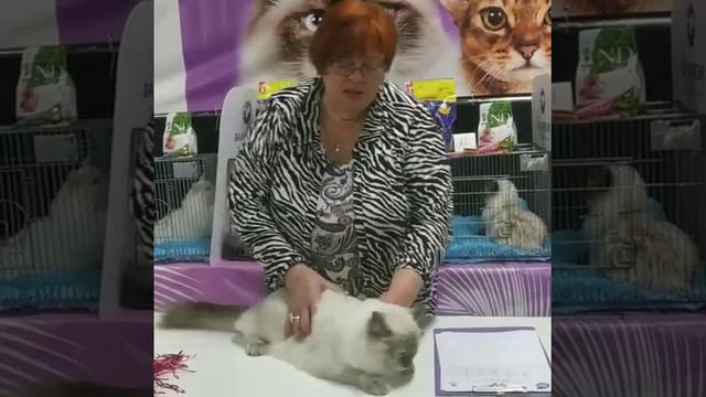 Сибирская кошка на выставке смотреть онлайн