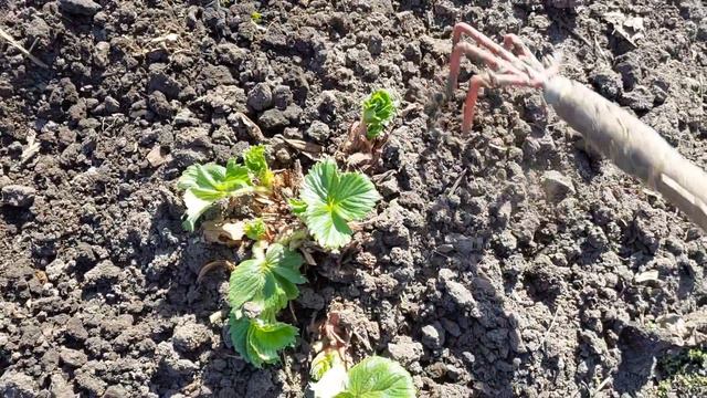 УХОД ЗА КЛУБНИКОЙ ВЕСНОЙ..ПЕРВАЯ ,ВАЖНАЯ ПОДКОРМКА смотреть онлайн