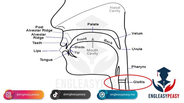 PHONETICS - LESSON 1 (ORGANS OF SPEECH - PART 2)  |  SEMESTER 05 LINGUISTICS