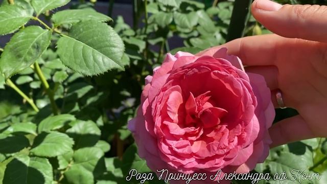 ИЗБАВИТЬСЯ ОТ ТРИПСА ЗА 10 МИНУТ!!! РОЗЫ. ПЕРВАЯ ВОЛНА ЦВЕТЕНИЯ РОЗ В МОЁМ САДУ, ГОРОД УЛЬЯНОВСК!!! смотреть онлайн