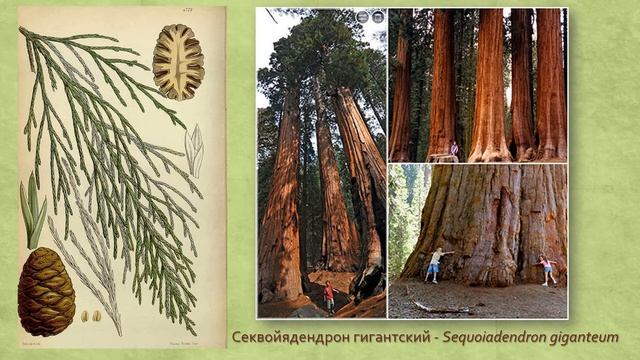 Голосеменные ч 3 смотреть онлайн