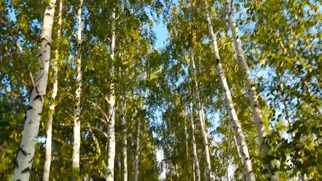 Прогулка среди берёз. Присоединяйтесь. Вечерний променад. смотреть онлайн
