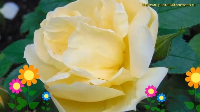 Роза парковая Гелбе Дагмар Хаструп. Краткий обзор, описание характеристик Gelbe Dagmar Hastrup смотреть онлайн