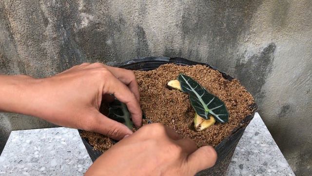 Breeding Alocasia Polly with high success rate│ Alocasia Polly смотреть онлайн