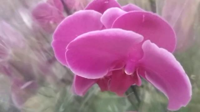 Новые орхидеи в Ашане ?тц 7 небо ?микс 589р(16.09.2021) смотреть онлайн