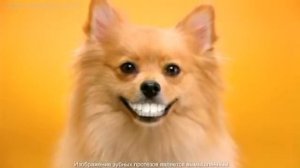 Лакомство по уходу за зубами Pedigree Denta Stix