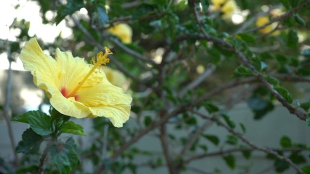 Hibiscus Flower - A Minute In The Garden 64 from A Gardener's Notebook смотреть онлайн