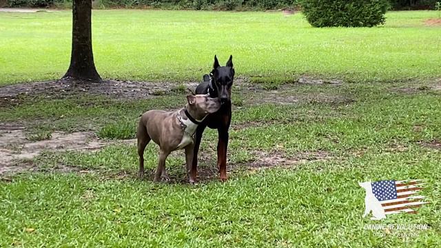 Pitbull Showing Strong Dominant Behavior At Doberman смотреть онлайн