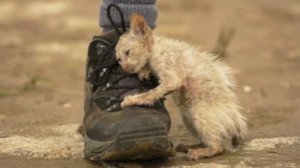 Учитель Ивановой Софьи читает стихотворение «Котенок» Марины Бородицкой
