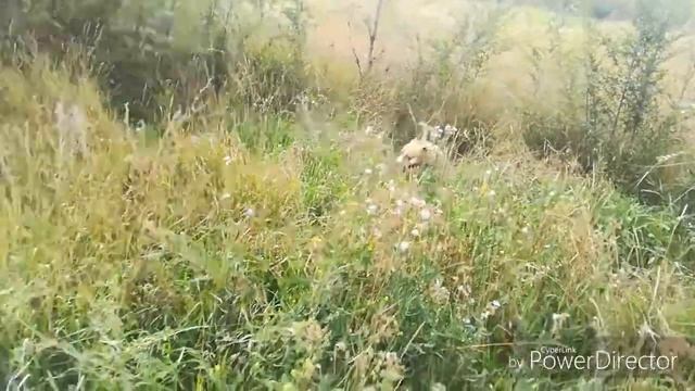 Руководство к Креативному Искусству