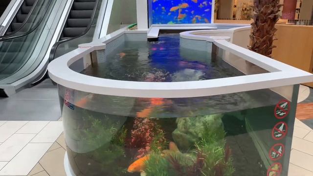 Карпы Кои смотреть онлайн