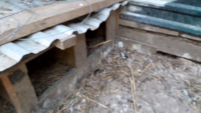 Дикие утки в Домашних Условиях принесли питомцев/Чем кормить уток/Как содержать/Как разводить уток смотреть онлайн