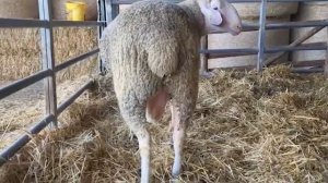 Разведение овец породы Мериноландшаф! Где взять овец Мериноланд? Овцеводство как бизнес!