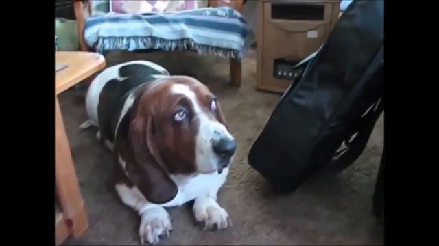 Funny Basset Hound Compilation