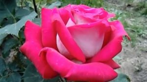 Роза Моника Белучи