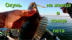 Окунь на живца в конце лета 2023г