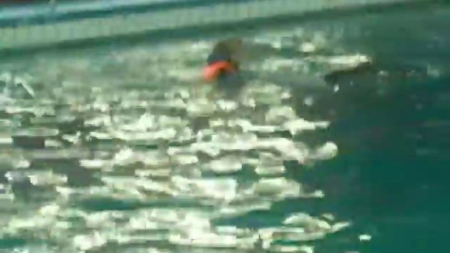 Плавание с дельфинами смотреть онлайн