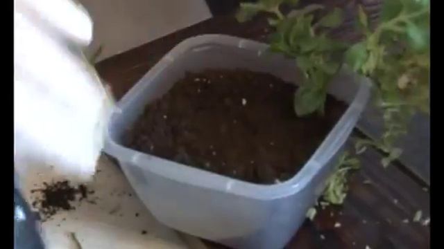 Черенкование петуньи.Сергей Богатский: 3 минуты о загородной жизни смотреть онлайн