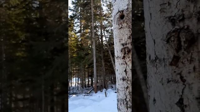 В тайге белки летяги смотреть онлайн