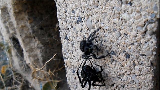Jumping Spider vs. Black Widow смотреть онлайн