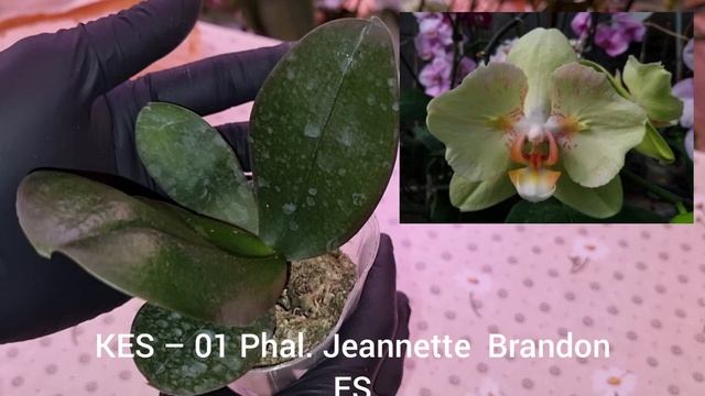 Обзор | Посылка с Орхидеями от Светланы Целиковой смотреть онлайн