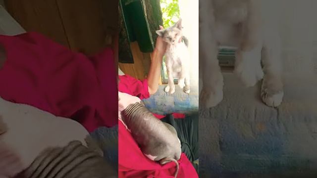 Как мы проводим время на даче. Кототерапия ♥️ смотреть онлайн