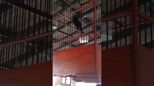 Niltava Grandis (kumbang padi) смотреть онлайн