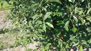 Вишня Эрди Ботермо