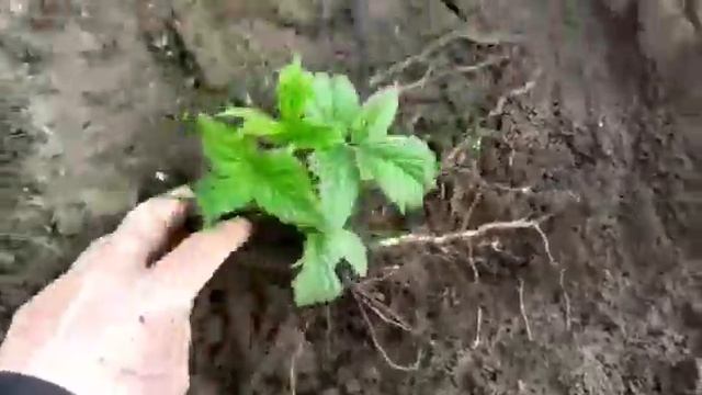 Пересадка молодых побегов малины ? смотреть онлайн