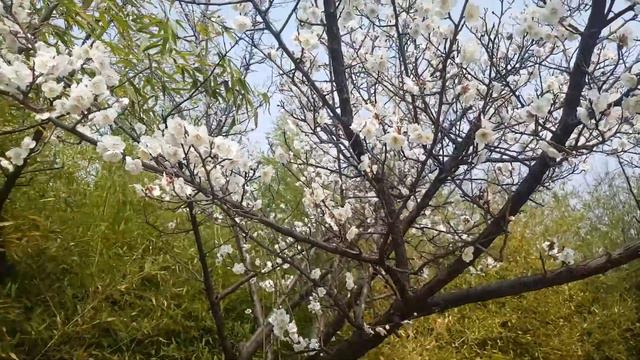 Весна в Корее смотреть онлайн