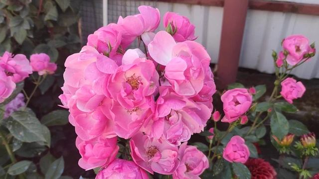 Беспроблемная роза Ангела 'Rosa 'Angela' Кордес 1984 смотреть онлайн