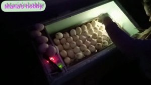 Инкубация, овоскопирование яйца Индейки Хайбрид?