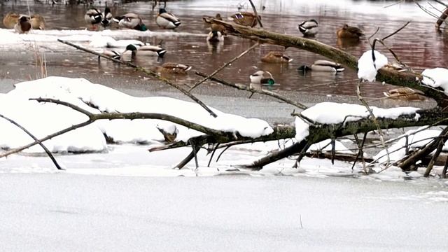 Toronto| The CN Tower| Toronto, Ontario| Canada| National Geographic