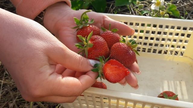 Обзор клубники Русановка, Пегас, Королева Елизавета, Вебенил смотреть онлайн