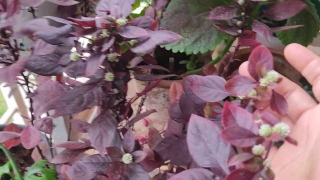 Alternanthera purple prince blooming in winters