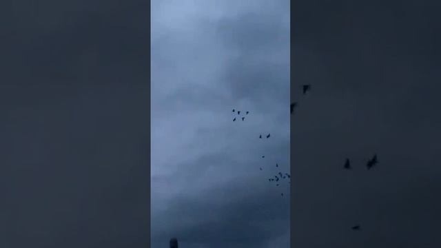 НАЛЁТ Гусей "Белощекая Казарка"Goose hunting!!! смотреть онлайн