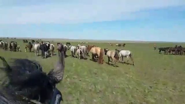 Курорт Ажы. Ерейментау. Полезный отдых. смотреть онлайн
