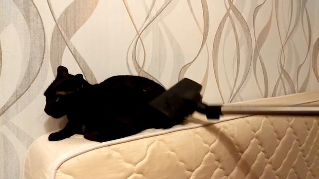 Апофеоз флегматичности смотреть онлайн