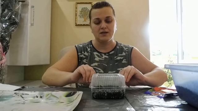 выращивание пеларгоний в домашних условиях смотреть онлайн