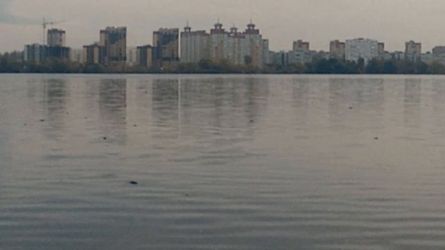 Косяк рыбы по моему лещи на воронежском водохранилище смотреть онлайн