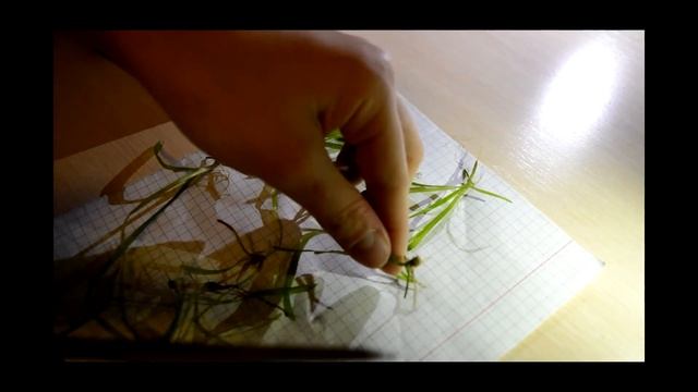 Как сделать идеальный аквариум для мальков? смотреть онлайн