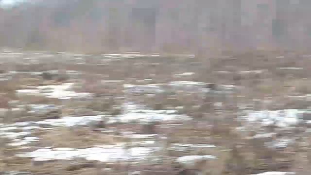 Панда в разливе ч.1 смотреть онлайн