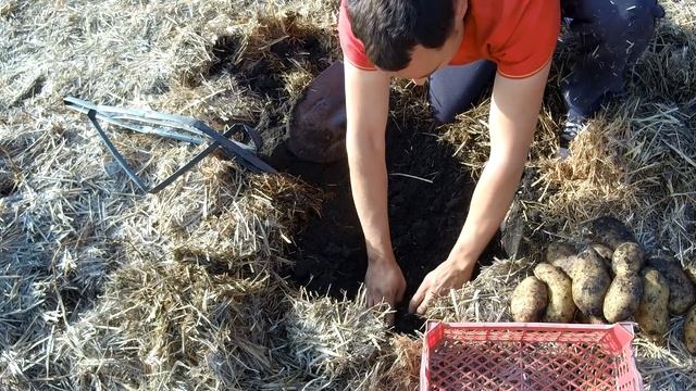УРОЖАЙ КАРТОФЕЛЯ ПОД СОЛОМОЙ / КОПАЕМ КАРТОФЕЛЬ ПОД СОЛОМОЙ ВЕДРО С КУСТА смотреть онлайн